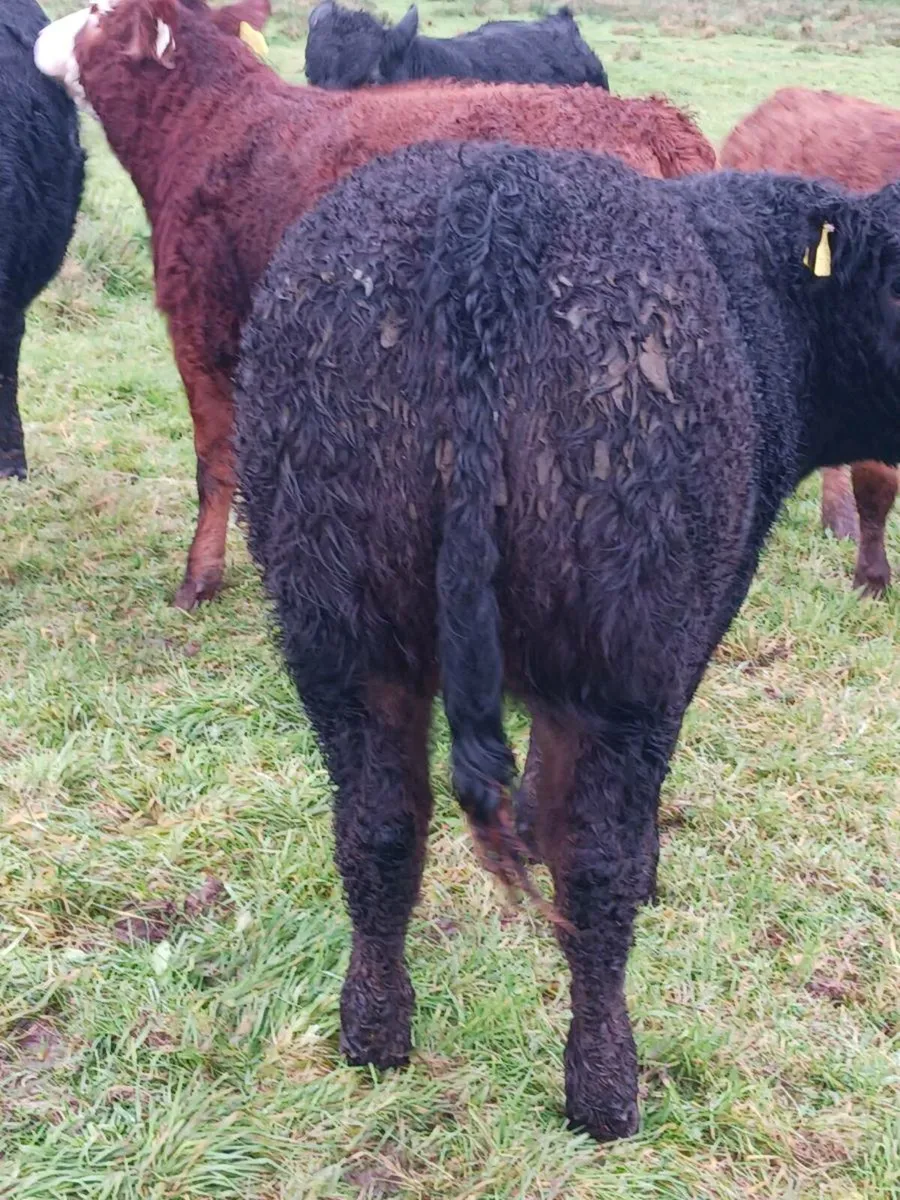 Super weanling heifers - Image 1