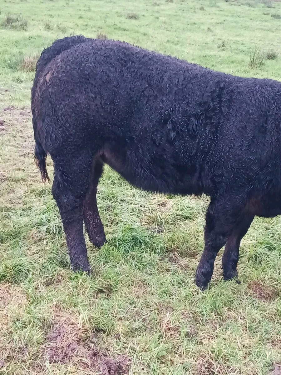 Super weanling heifers - Image 2