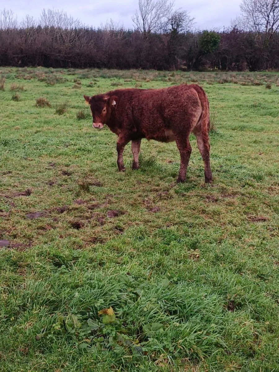 Super weanling heifers - Image 3