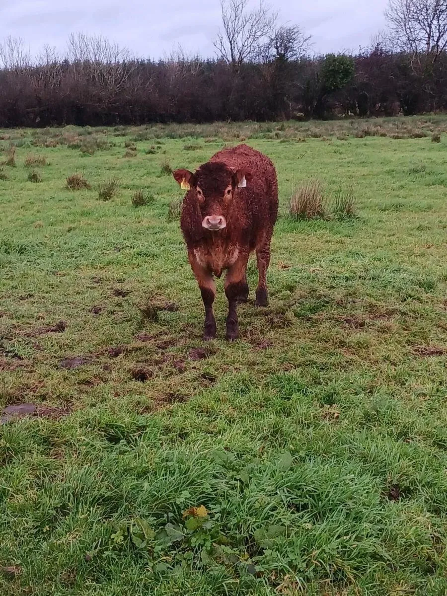 Super weanling heifers - Image 4