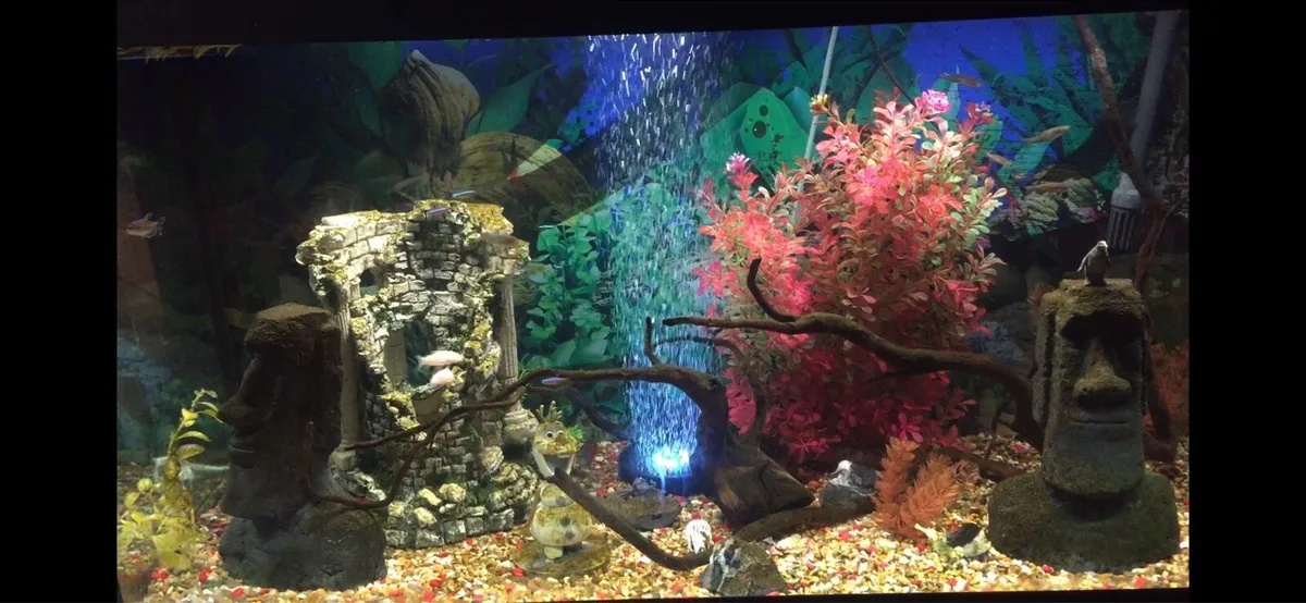 Fluval 240 litre fish tank - Image 1