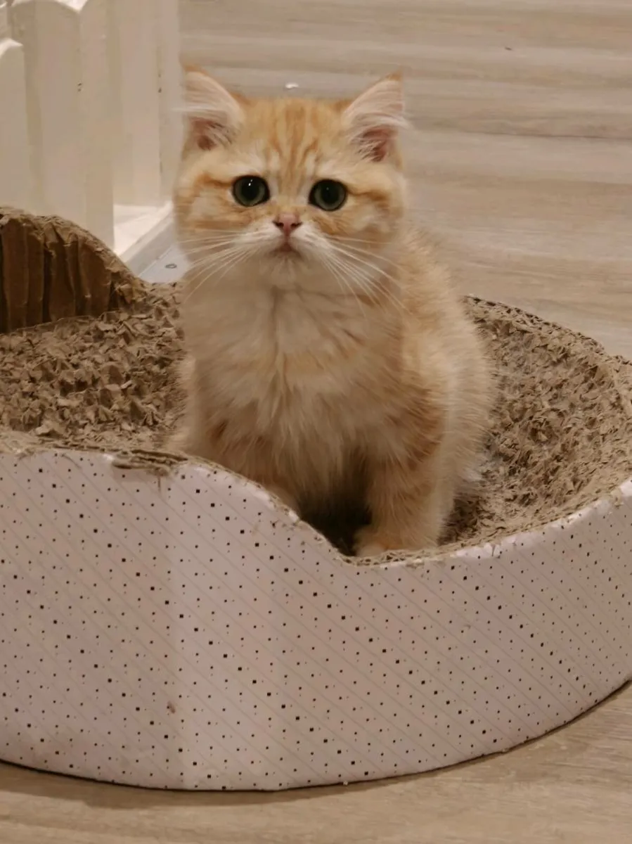 British shorthair kitten - Image 2