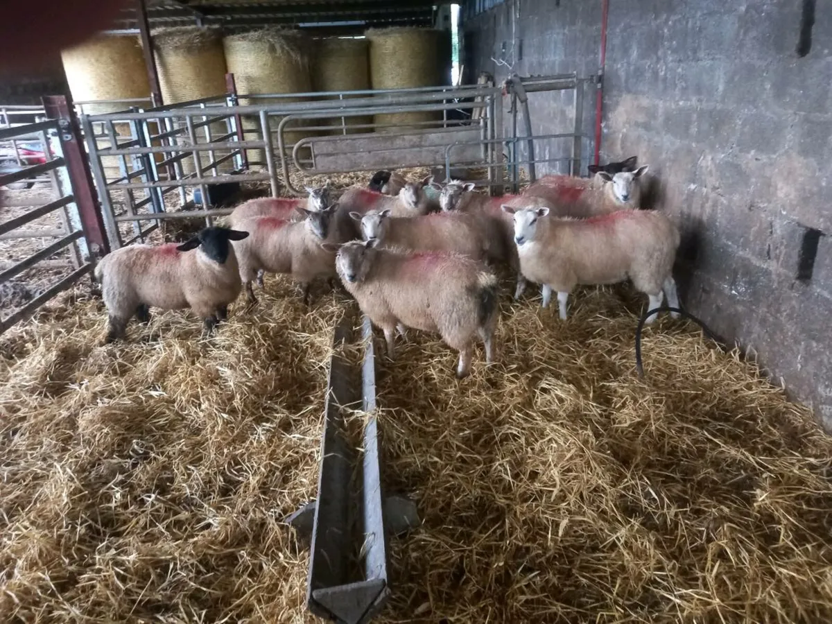 10 SMASHING EWE LAMBS - Image 1