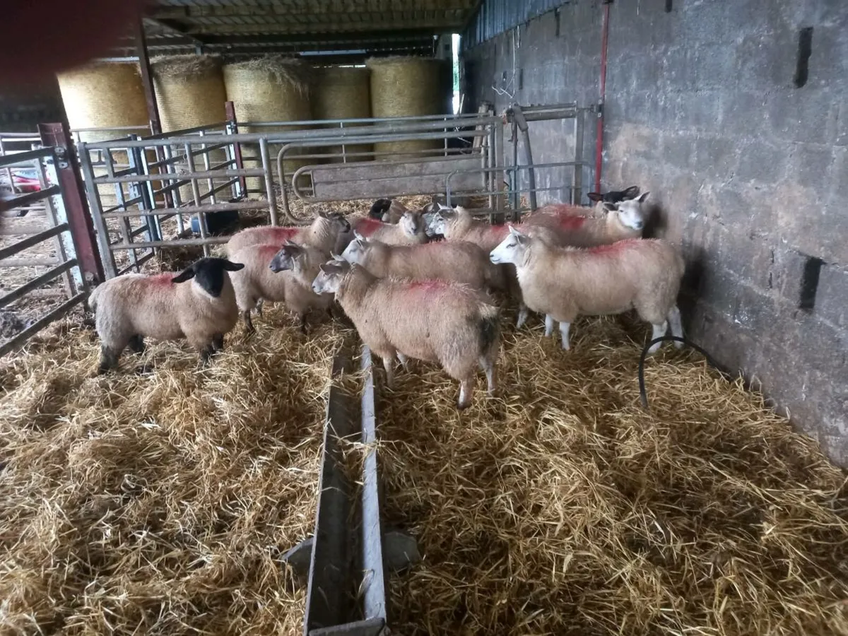 10 SMASHING EWE LAMBS - Image 2