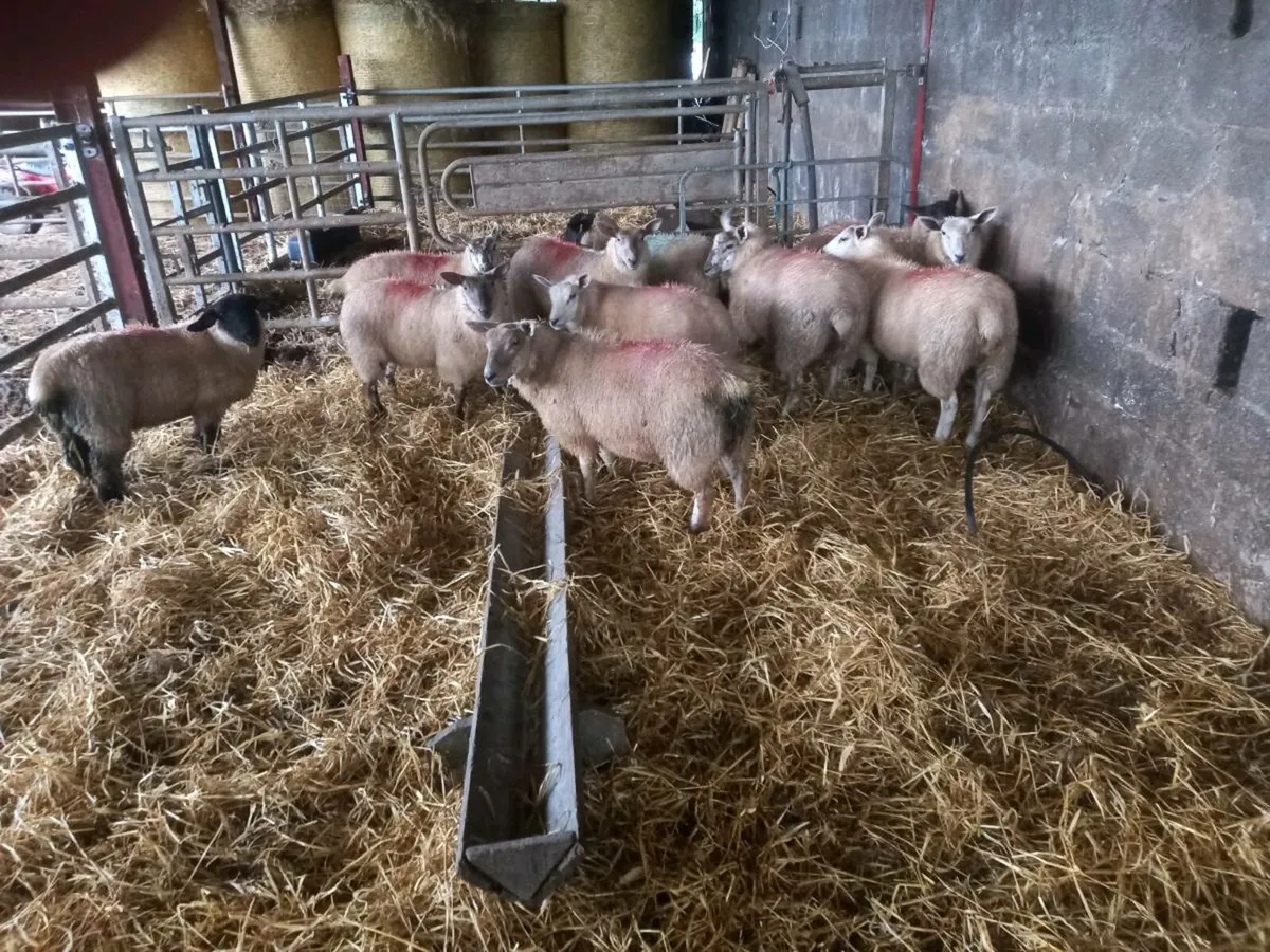 10 SMASHING EWE LAMBS - Image 3