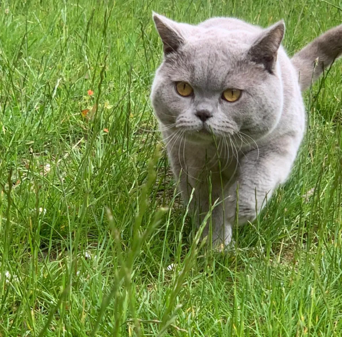 British short hair kitten - Image 1