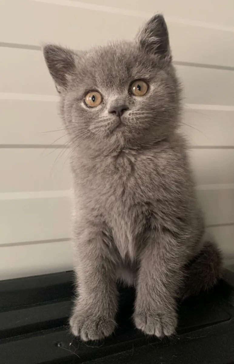 British short hair kitten - Image 2
