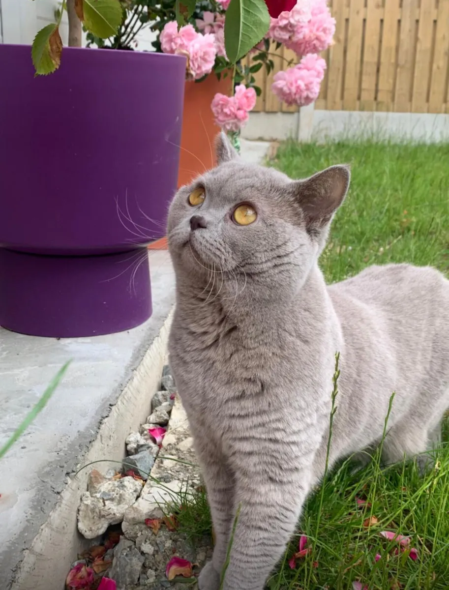 British short hair kitten - Image 3
