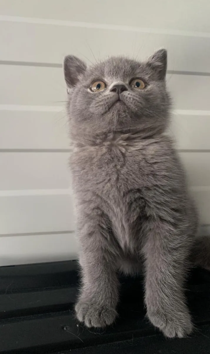 British short hair kitten - Image 4