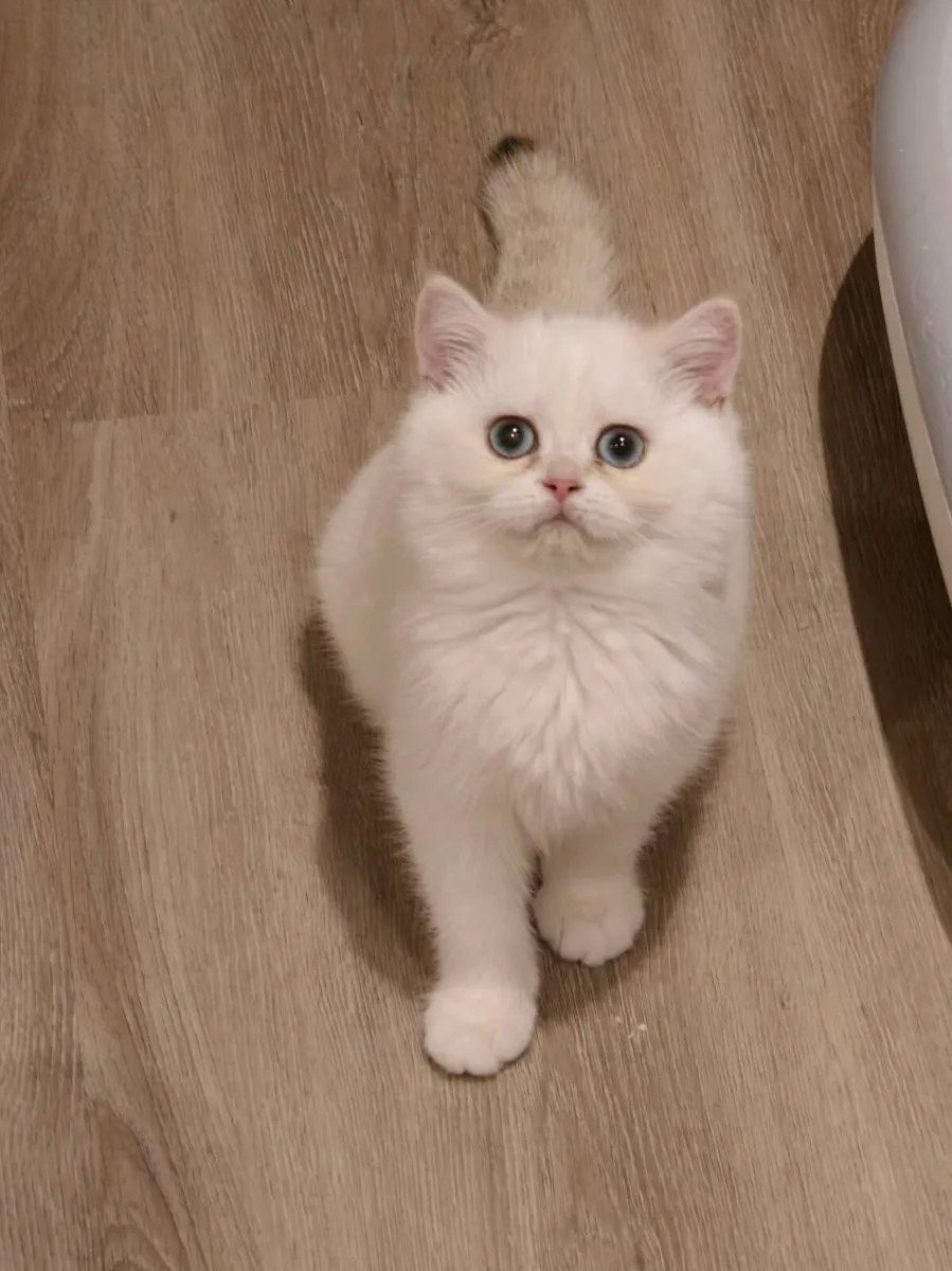 British shorthair kitten - Image 3