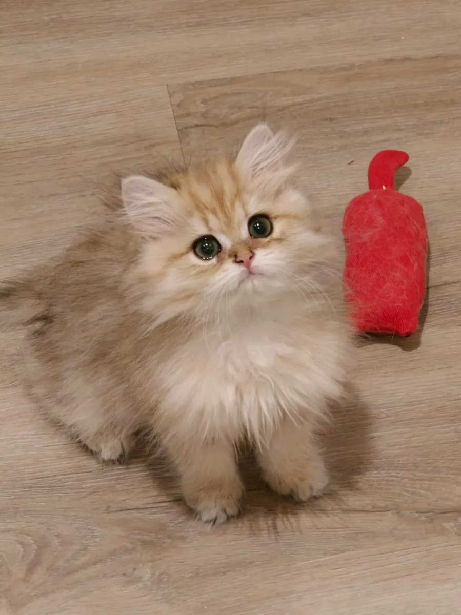 British shorthair kitten - Image 1