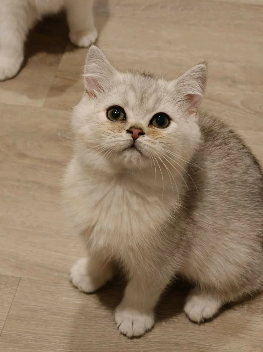 British shorthair kitten - Image 4