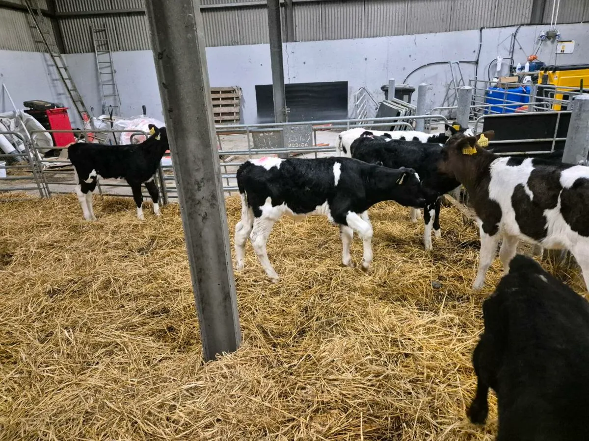 4 freisan bull calves for sale - Image 1