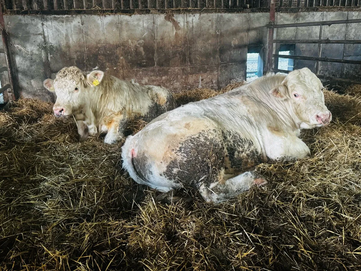 6 Charolais Pedigree Bulls - Image 1