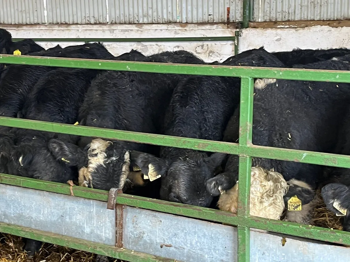 Bull Weanlings - Image 1