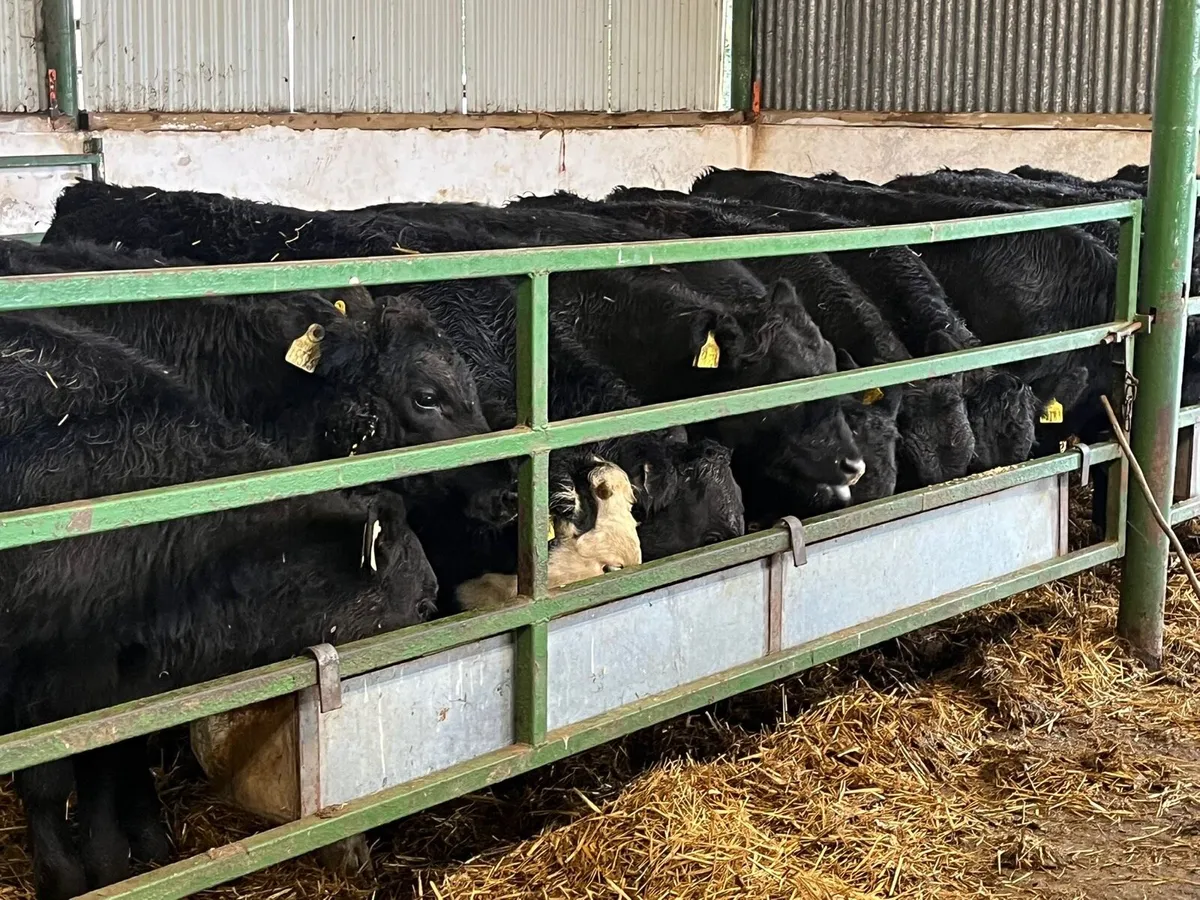 Bull Weanlings - Image 2