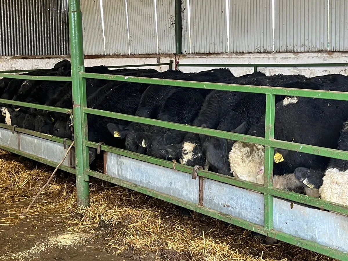 Bull Weanlings - Image 3