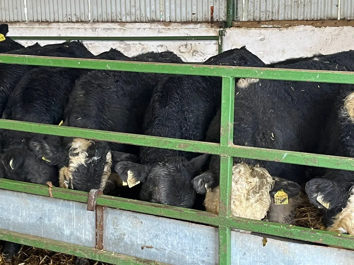Bull Weanlings - Image 4