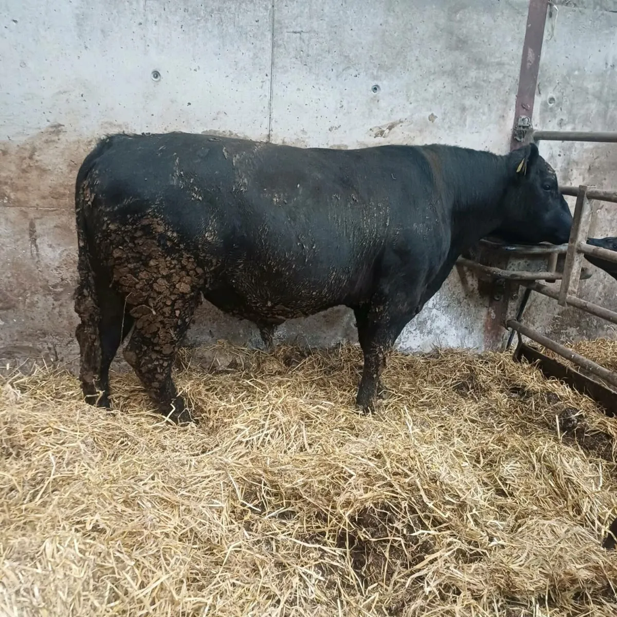 Pedigree bulls - Image 1