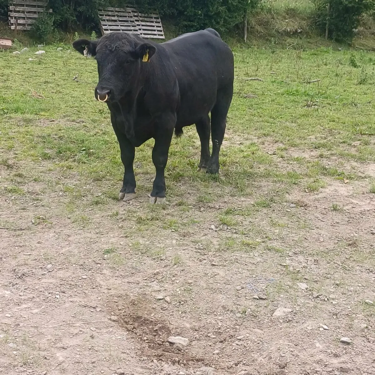 Pedigree bulls - Image 2