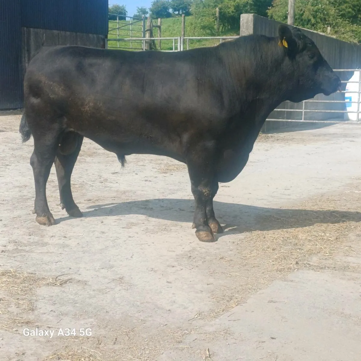 Pedigree bulls - Image 4