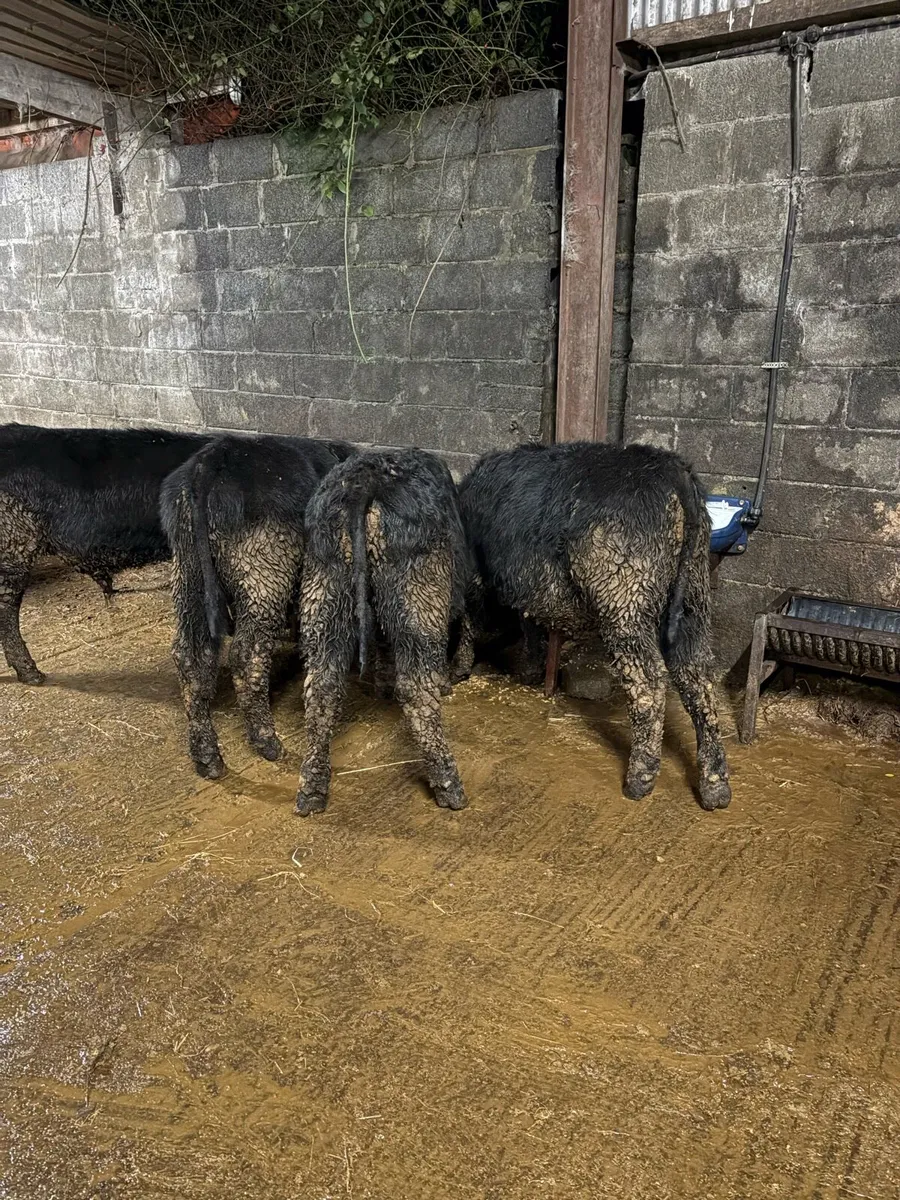 Smashing Suckler bred Angus - Image 2