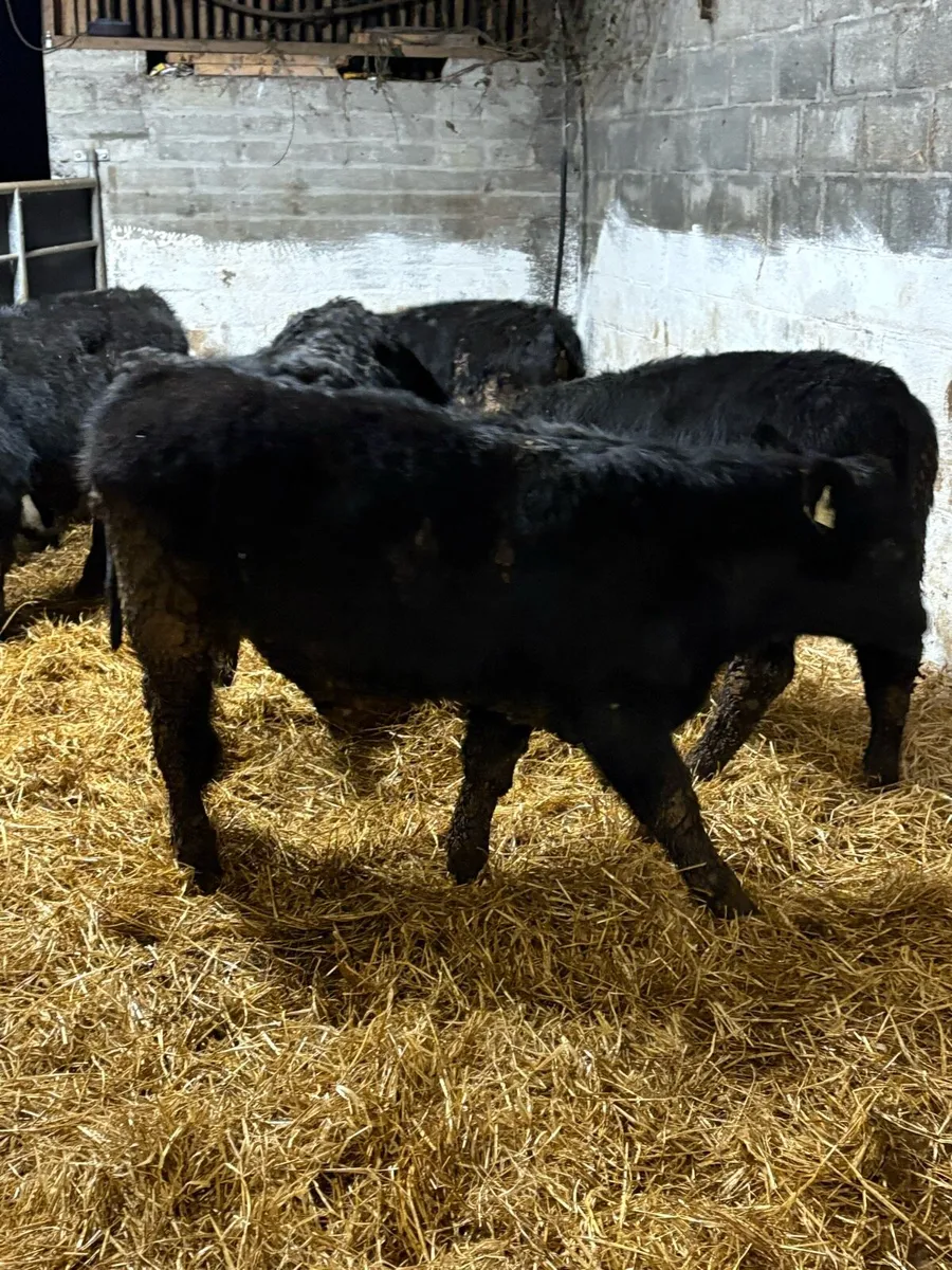 Smashing Suckler bred Angus - Image 1