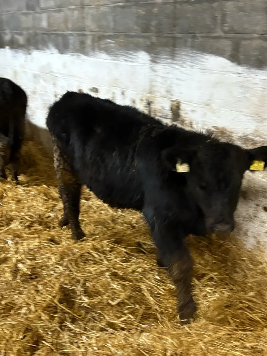 Smashing Suckler bred Angus - Image 3