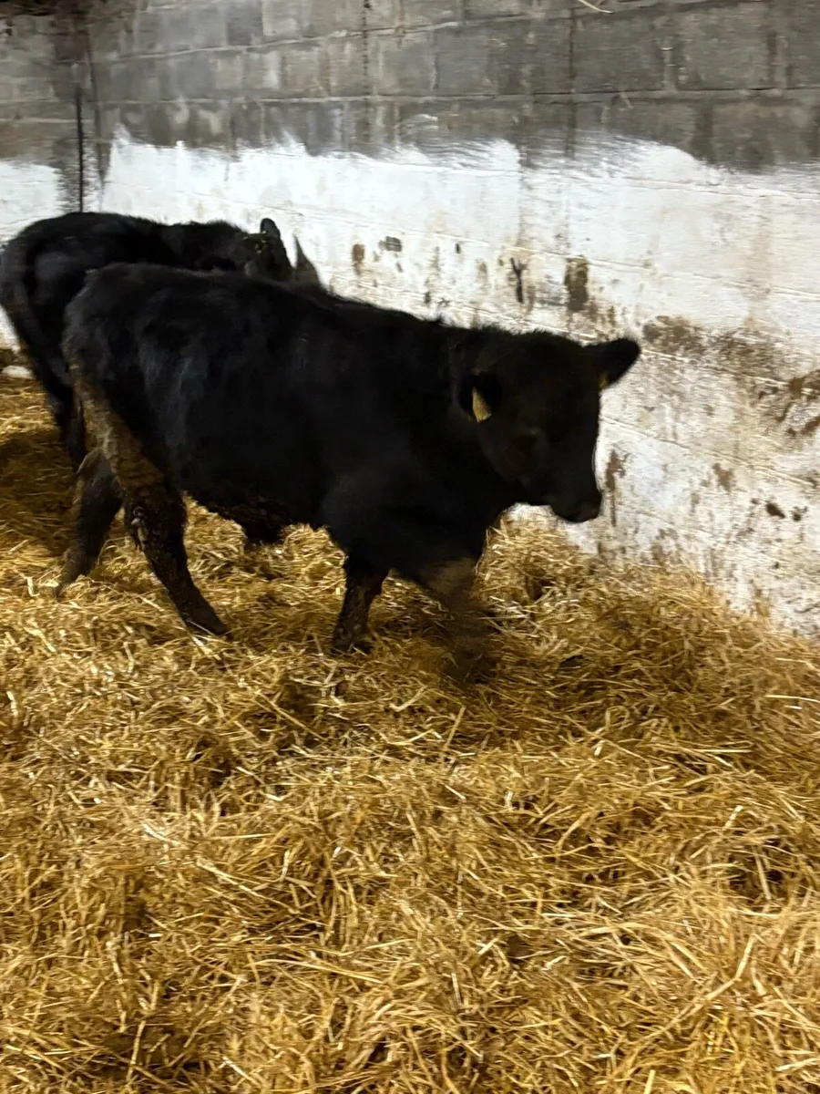 Smashing Suckler bred Angus - Image 4