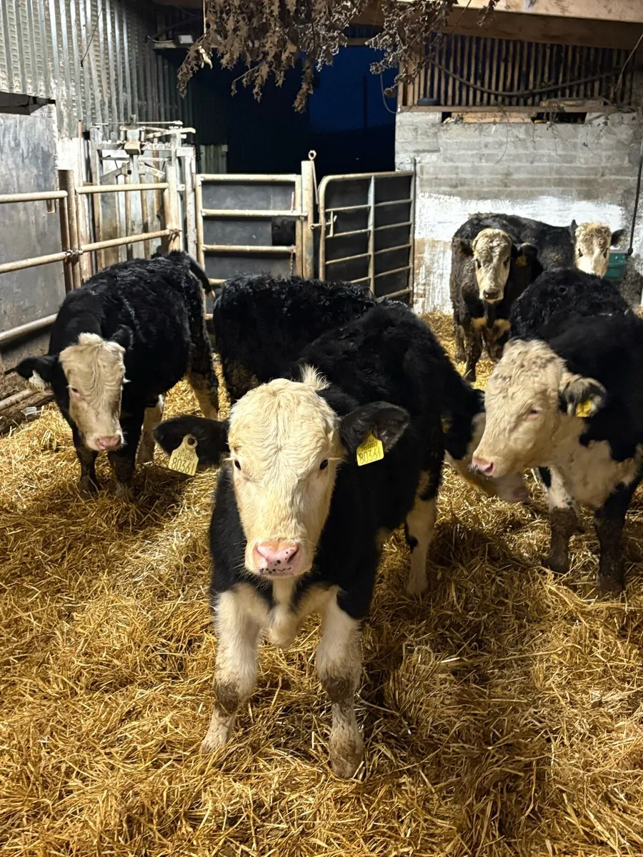 Hereford bull Weanlings - Image 1