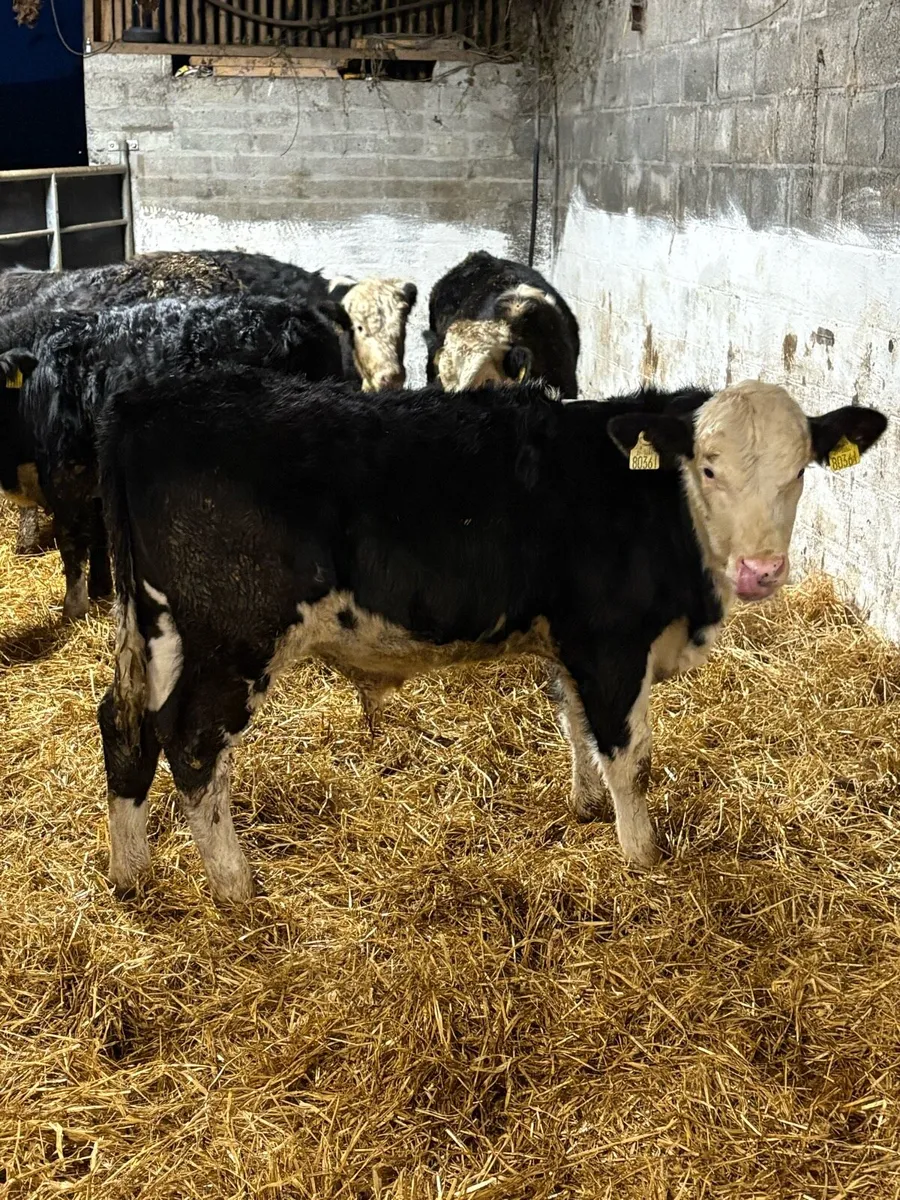 Hereford bull Weanlings - Image 2