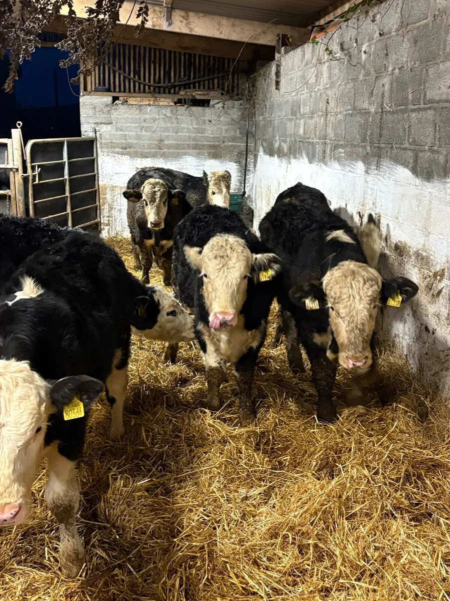 Hereford bull Weanlings - Image 3