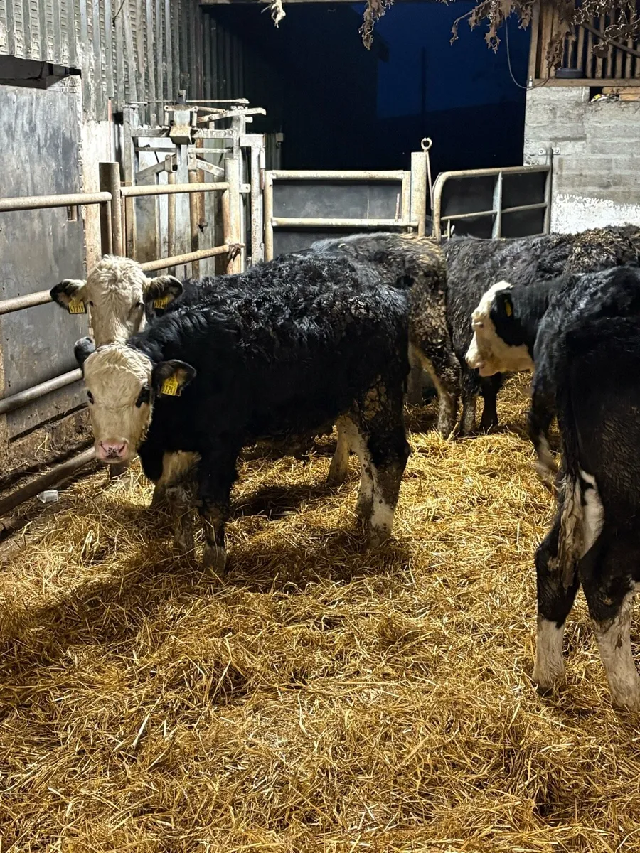 Hereford bull Weanlings - Image 4