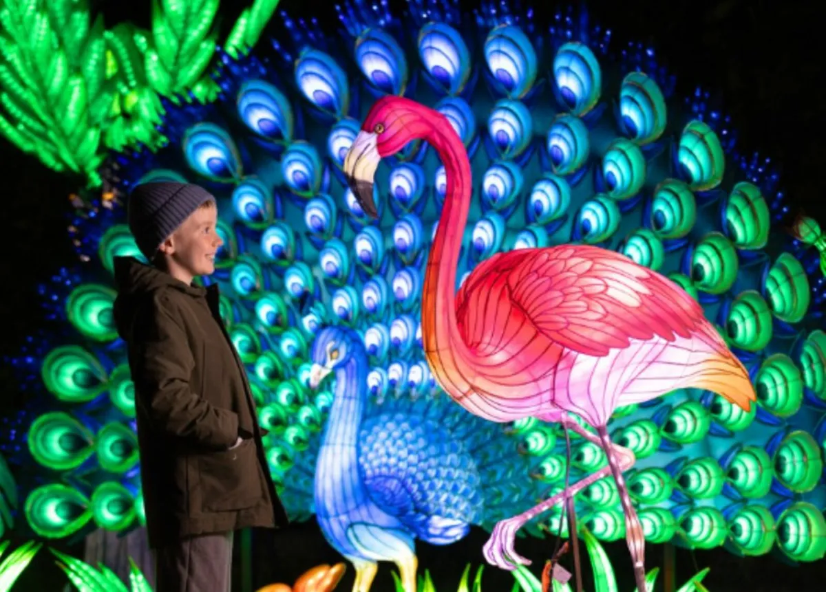 Dublin Zoo Lights - 2 Tickets Sat 13th Dec