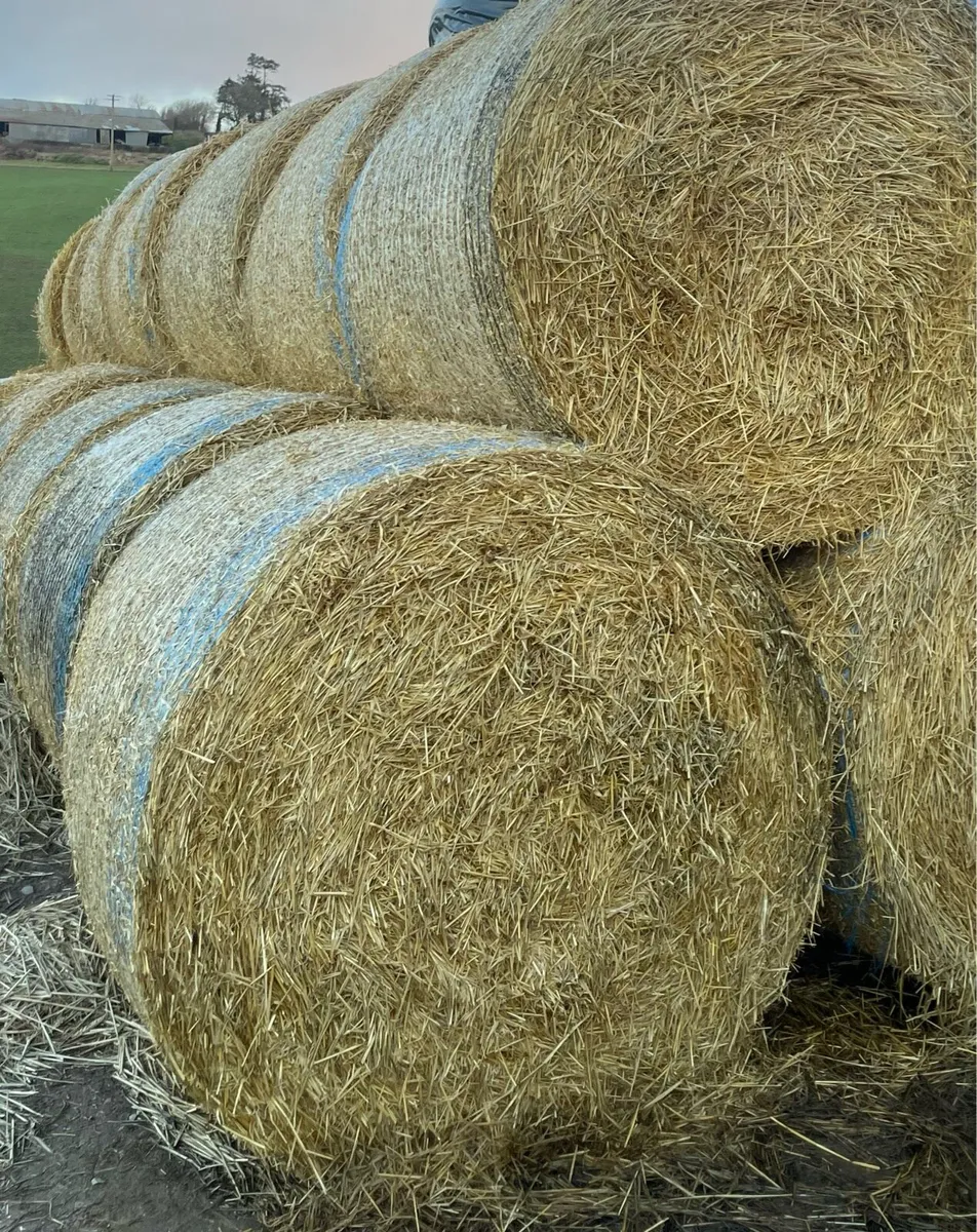 Spring Barley Straw