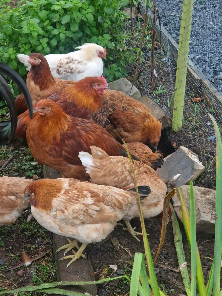 POL PULLETS BALLYNAHINCH AREA - Image 2