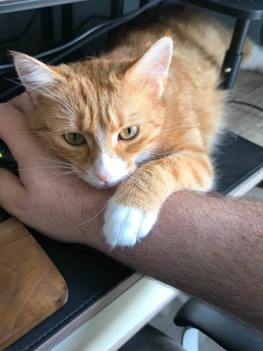 Cat - Rare Ginger Longhair Domestic Cat - Image 1