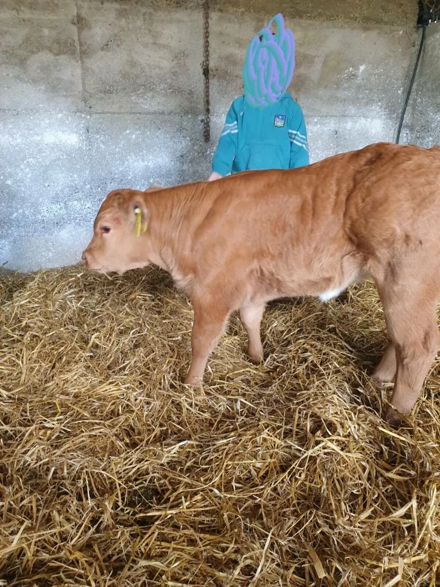 Gort 11/12/2025 2 AI bred heifers BB & AU - Image 1