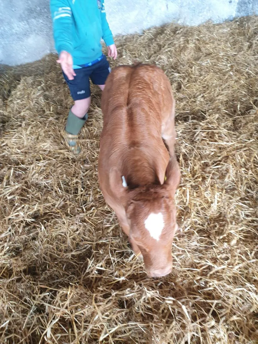 Gort 11/12/2025 2 AI bred heifers BB & AU - Image 2