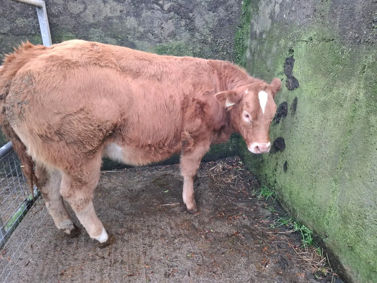 Gort 11/12/2025 2 AI bred heifers BB & AU - Image 3