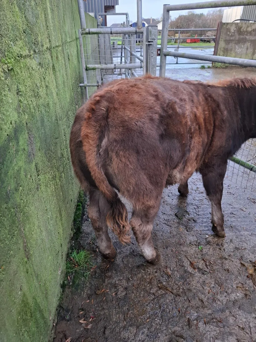 Gort 11/12/2025 2 AI bred heifers BB & AU - Image 4