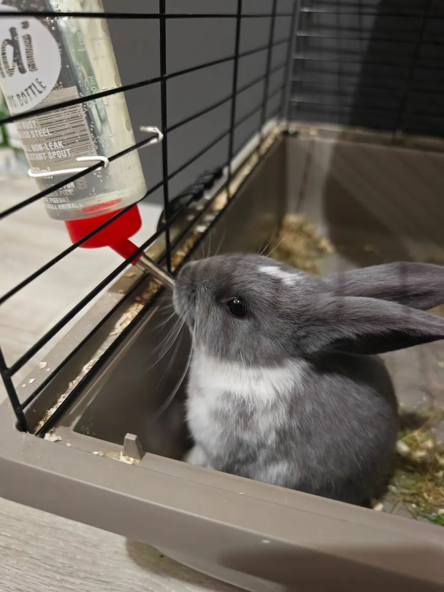 Bunny - Image 1