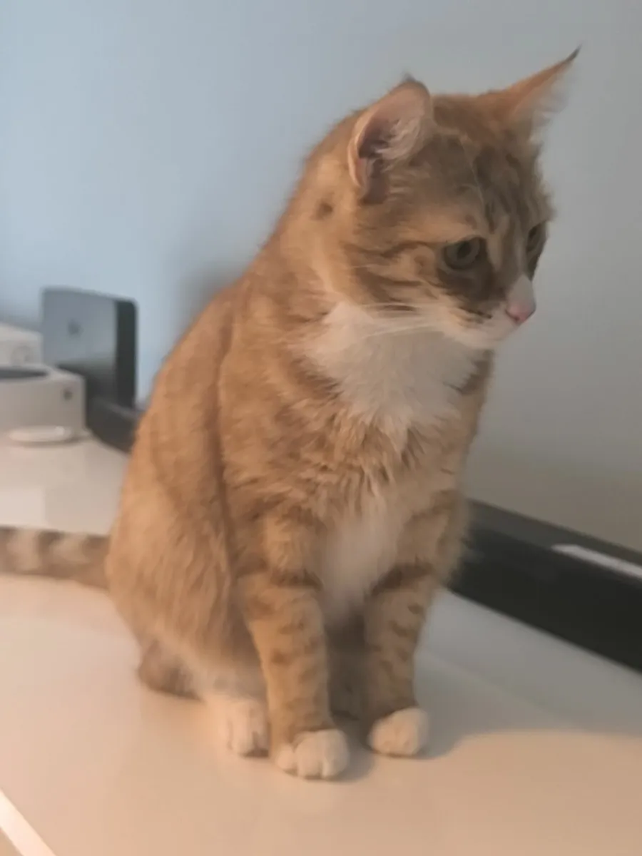 Cat - Rare Ginger Longhair Domestic Cat - Image 4