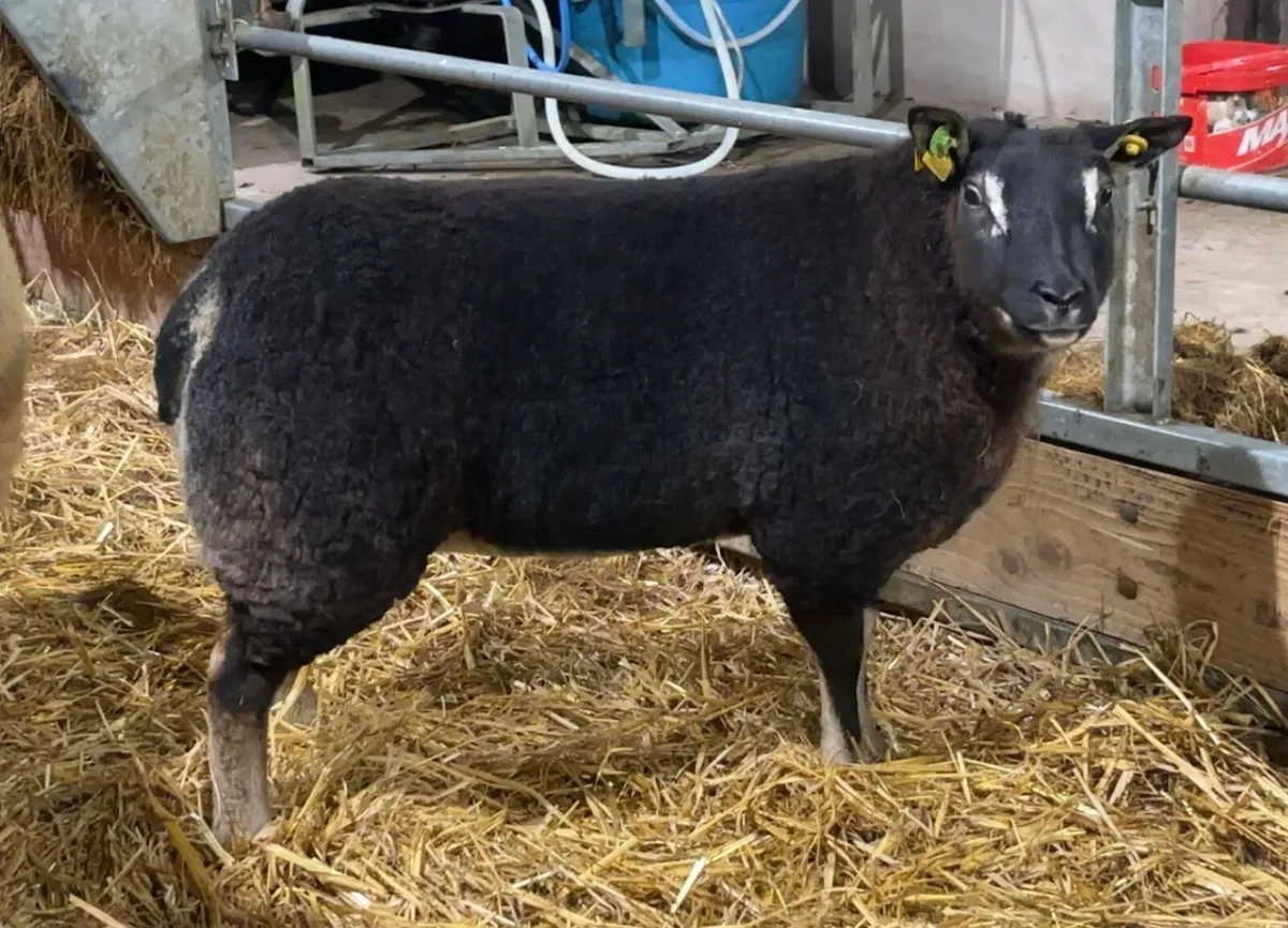 Dassenkop Ewe Lambs (Badger Face Texel) - Image 1