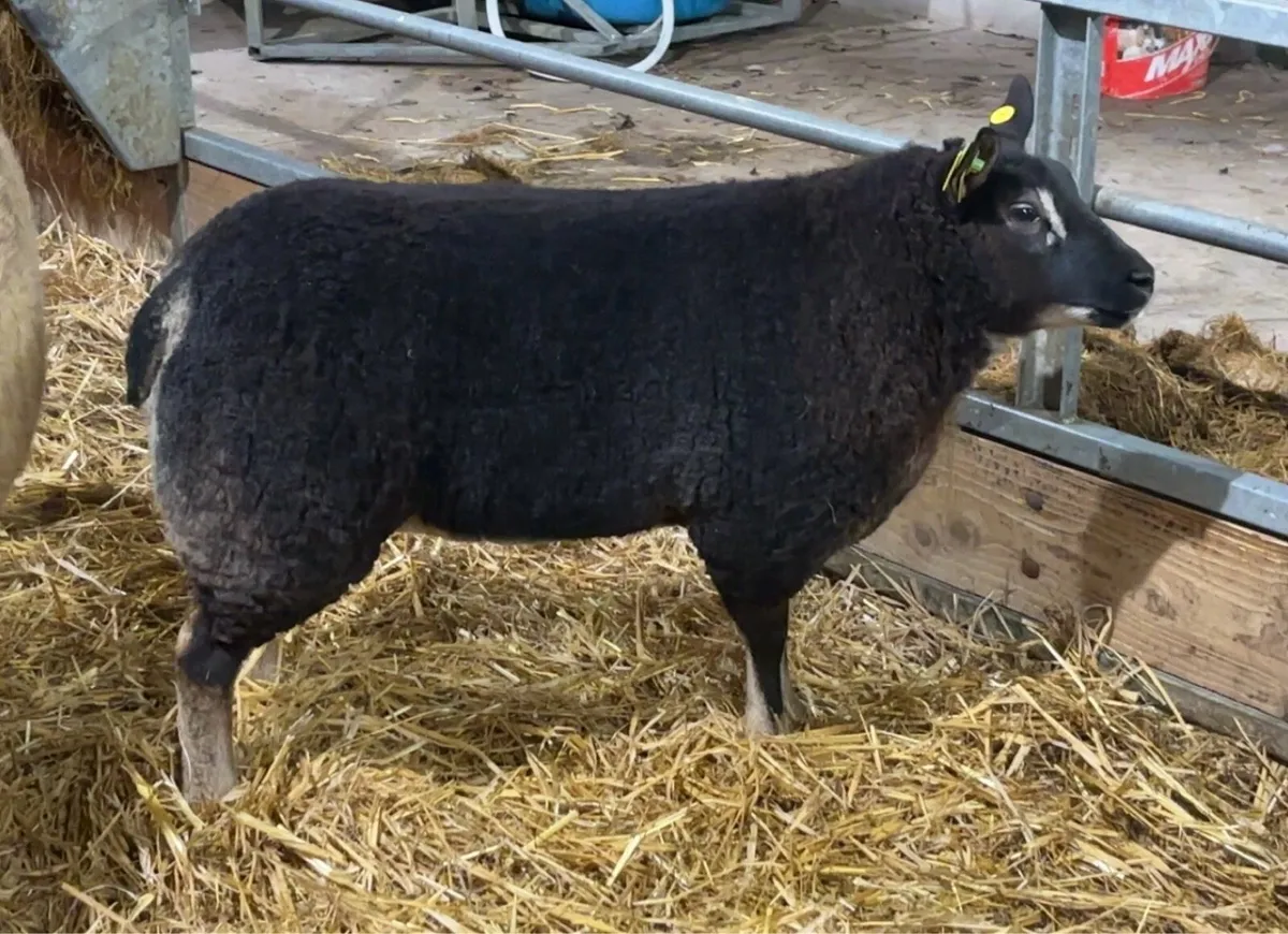 Dassenkop Ewe Lambs (Badger Face Texel) - Image 3