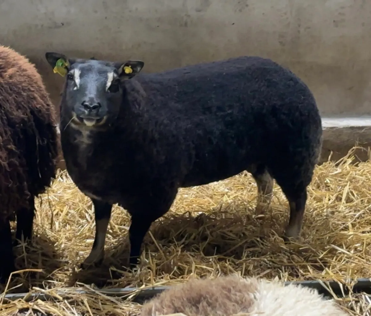 Dassenkop Ewe Lambs (Badger Face Texel) - Image 4