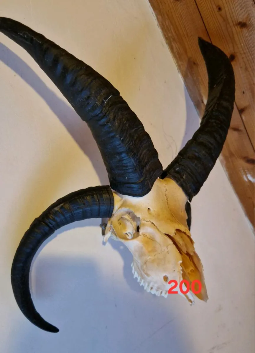 Natural Skulls - Image 2