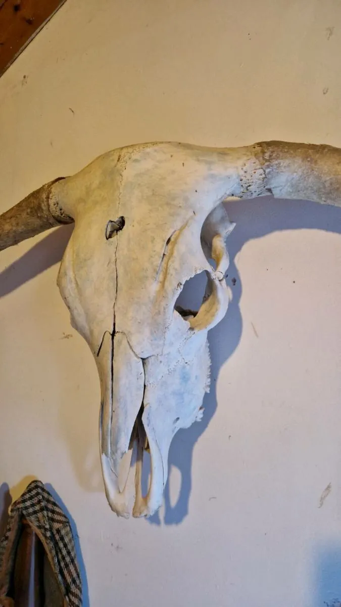 Natural Skulls - Image 3