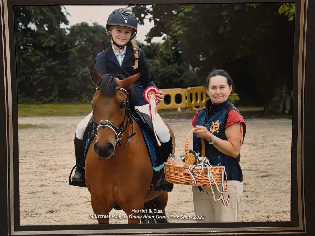 Stunning 133 schoolmaster pony - Image 2