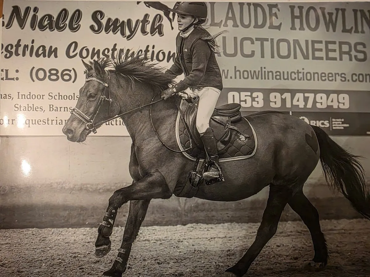 Stunning 133 schoolmaster pony - Image 3